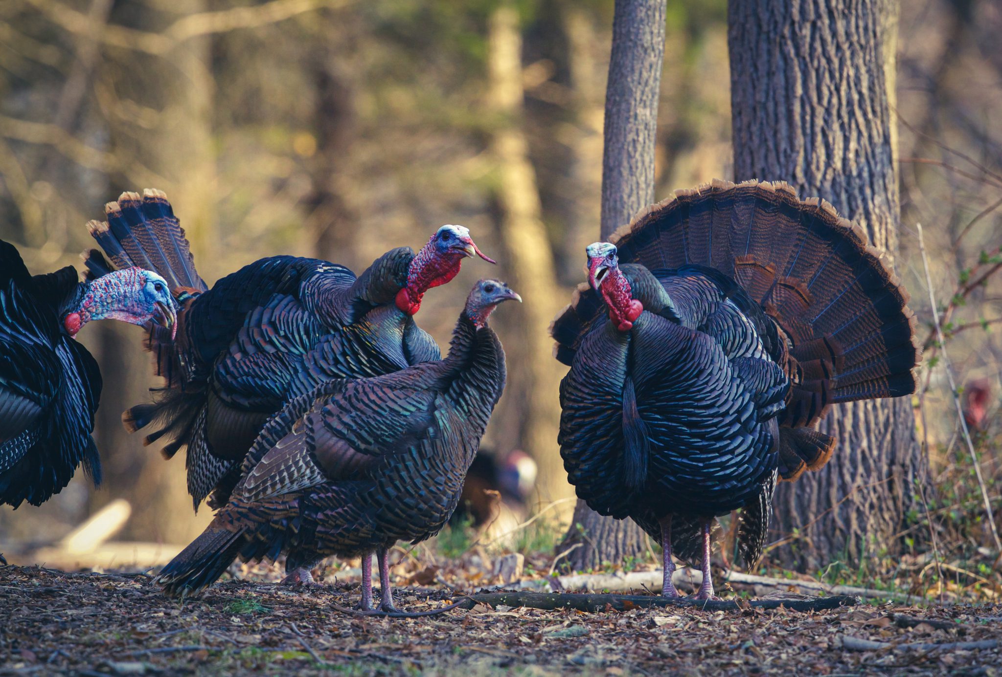 eastern turkeys