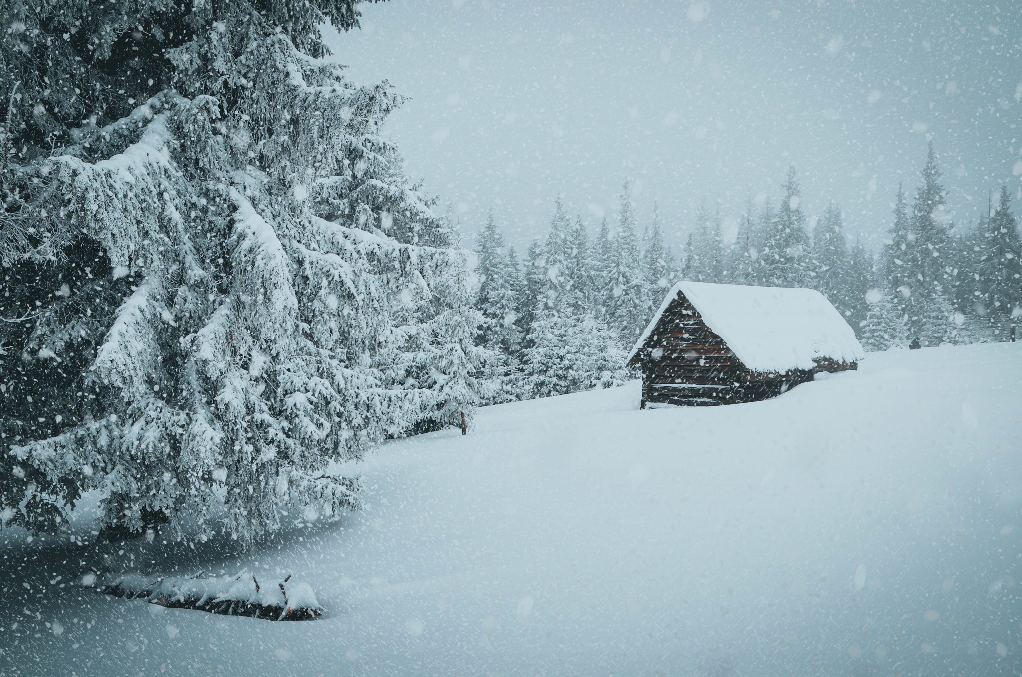 yukon moose hunt cabin