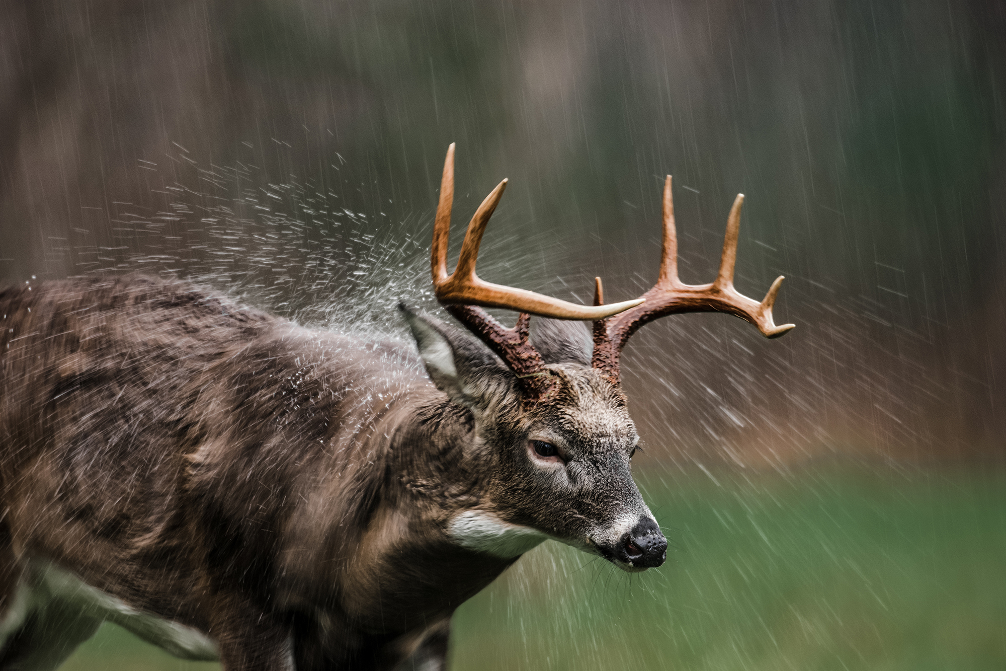 Do Elk Move in the Rain 