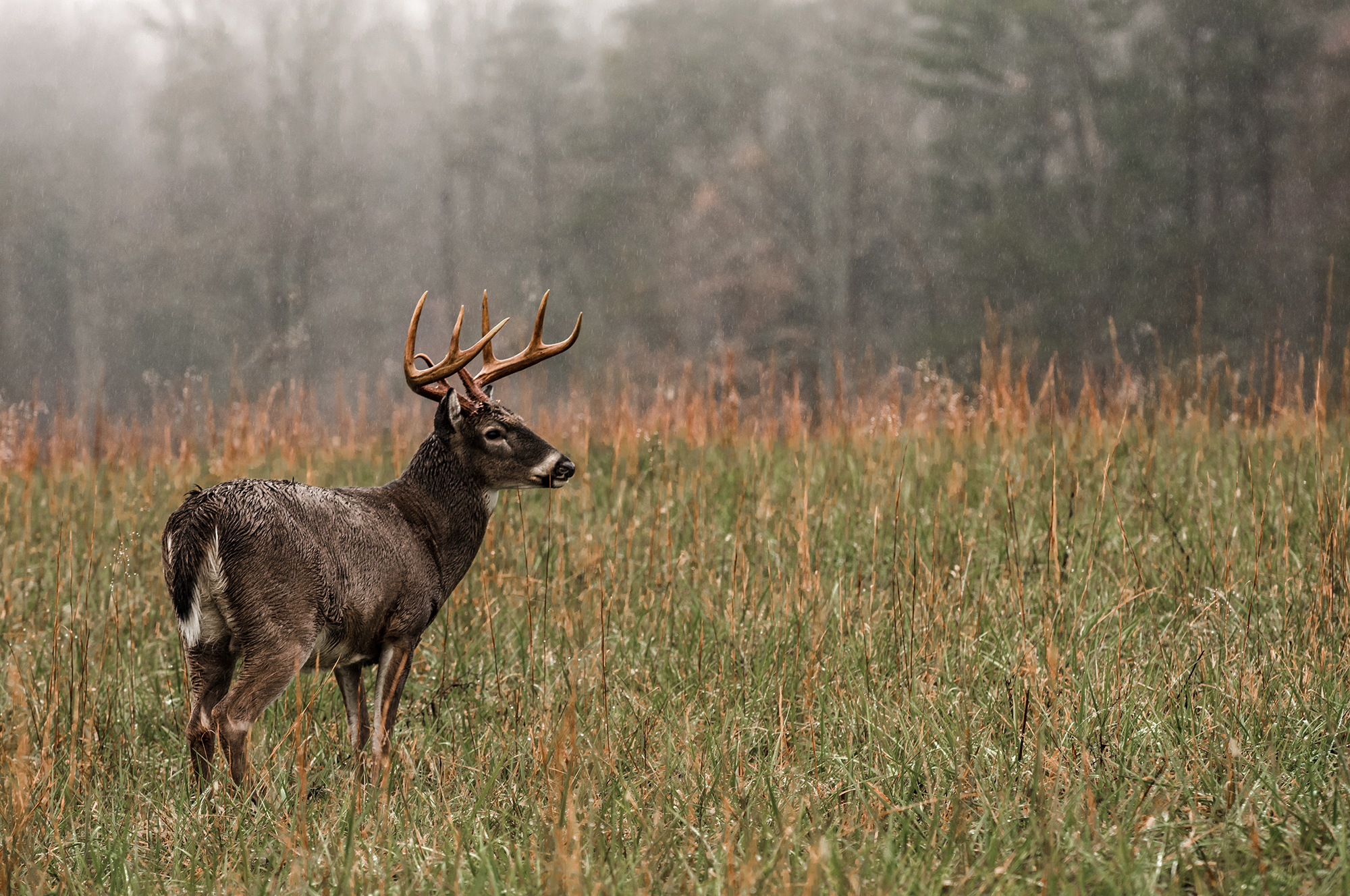 deer hunting in the rain