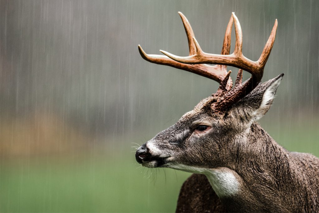 will deer travel in the rain