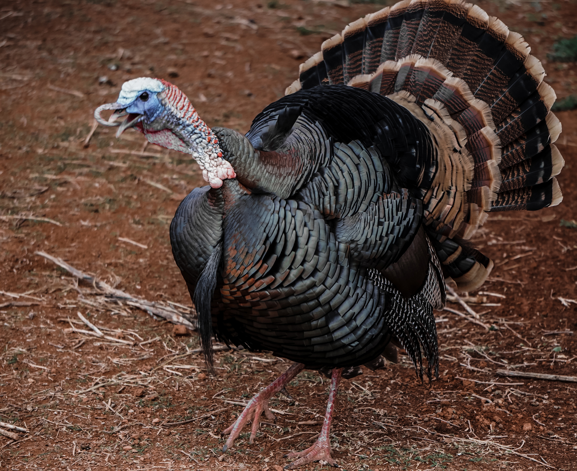 The Many Sounds of the North American Wild Turkey