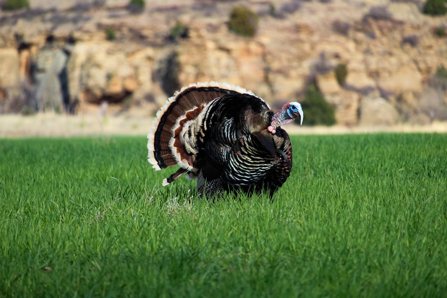 Hunting the Mountain-Dwelling Merriam Turkey