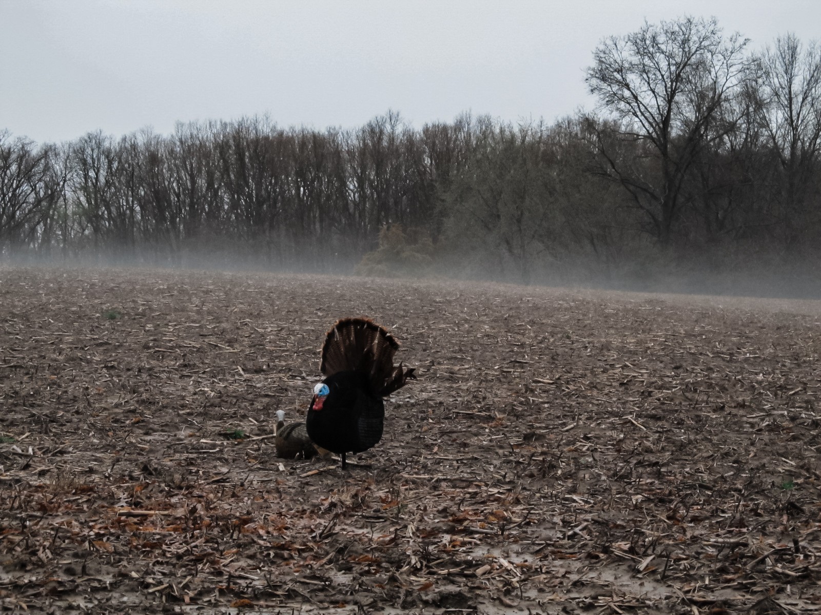 eastern turkeys