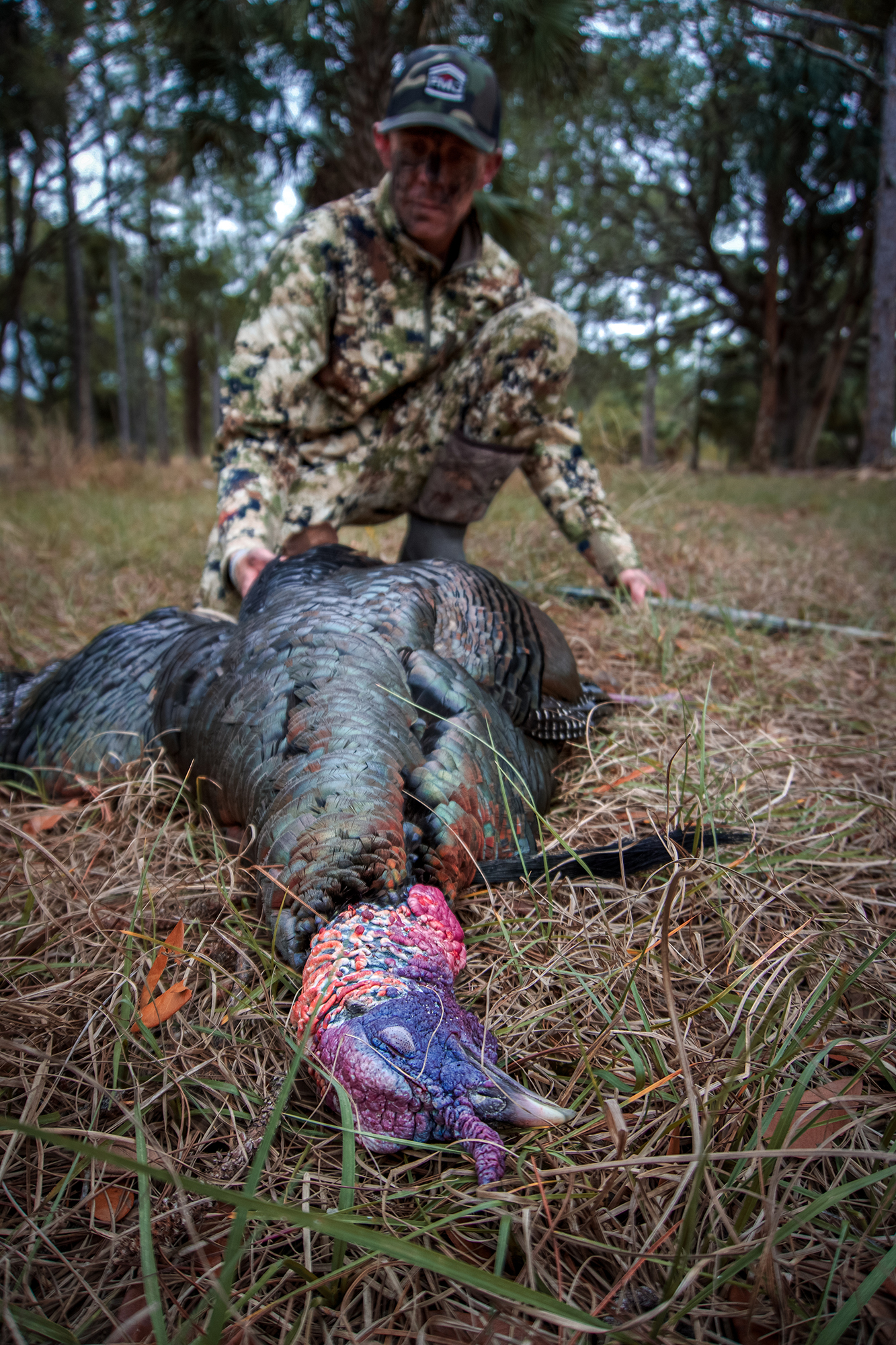 osceola turkey