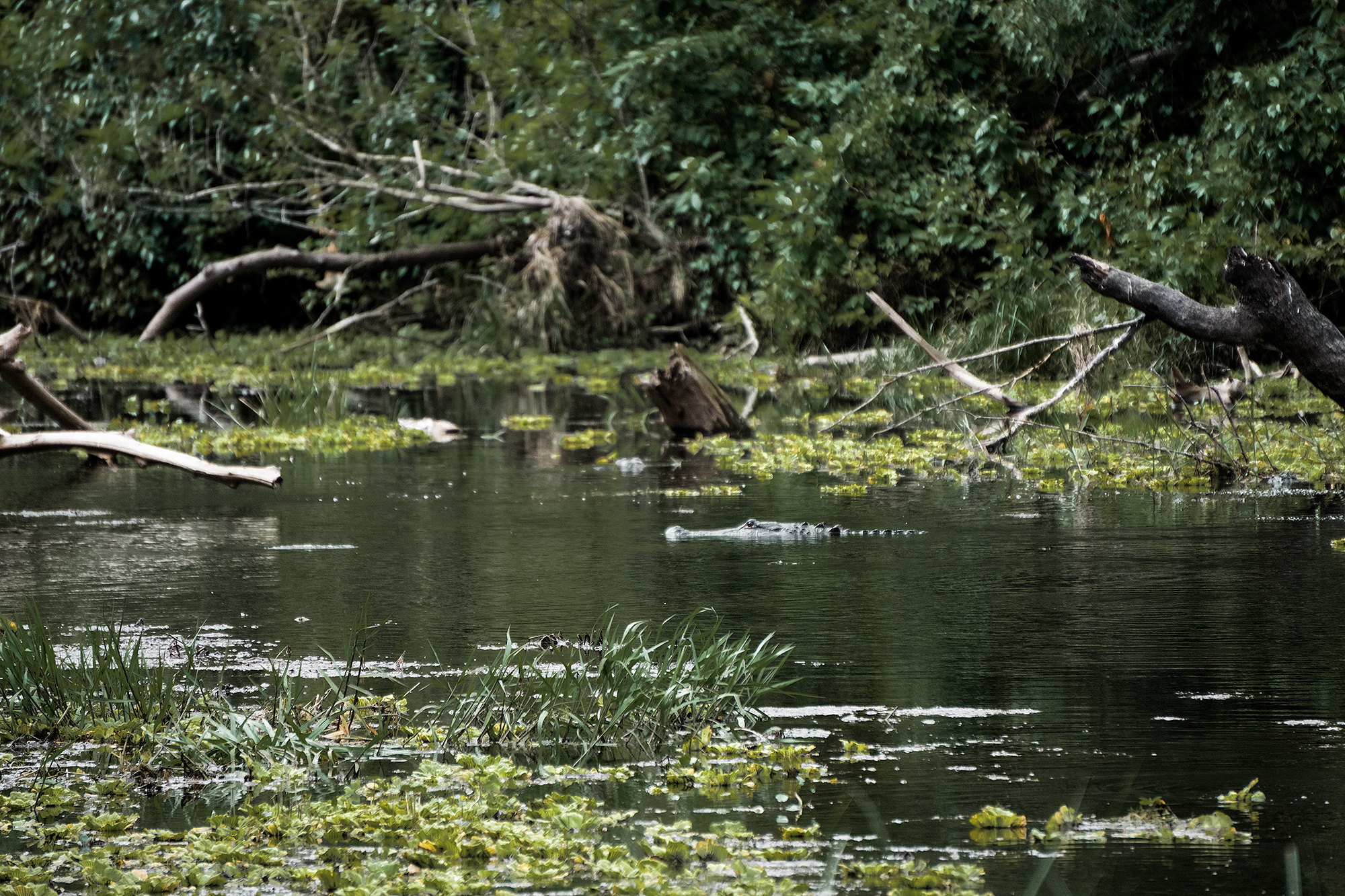 swamp dangers