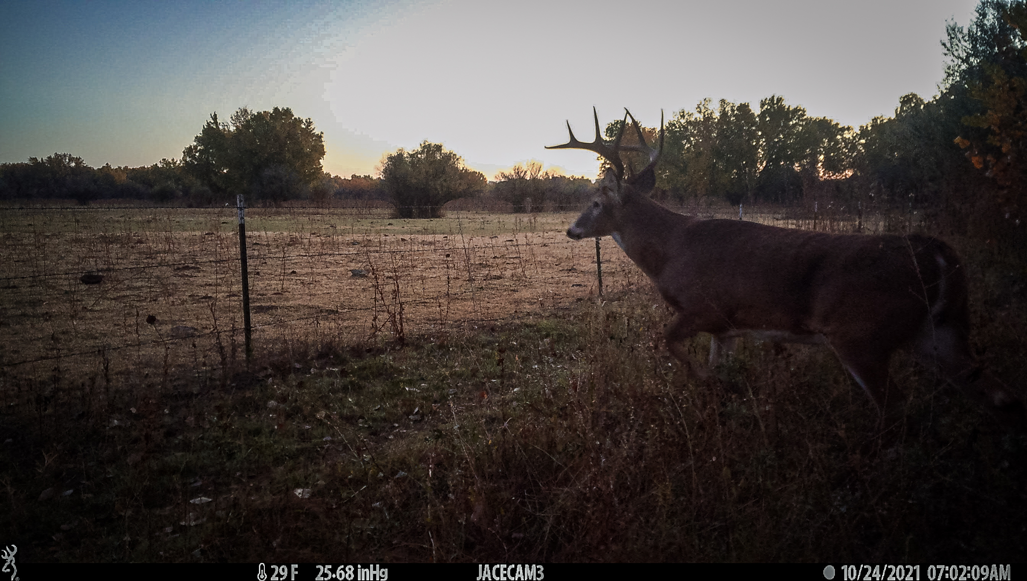 trail cam shot