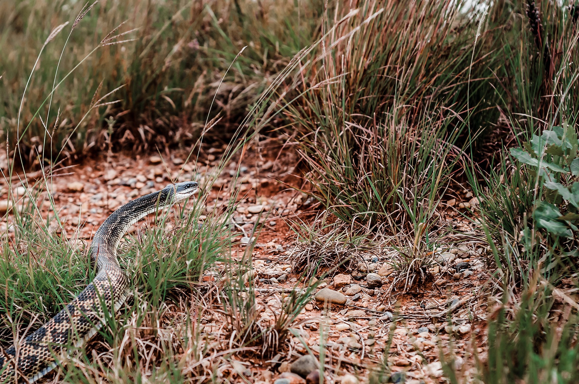 many species of turkey will eat snakes
