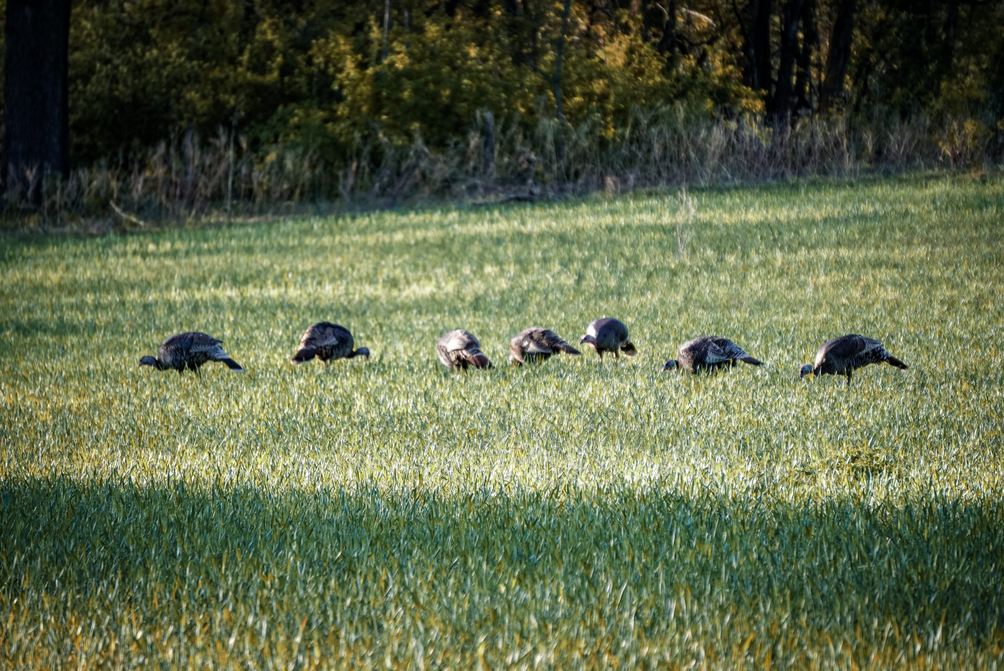 what do wild turkeys eat