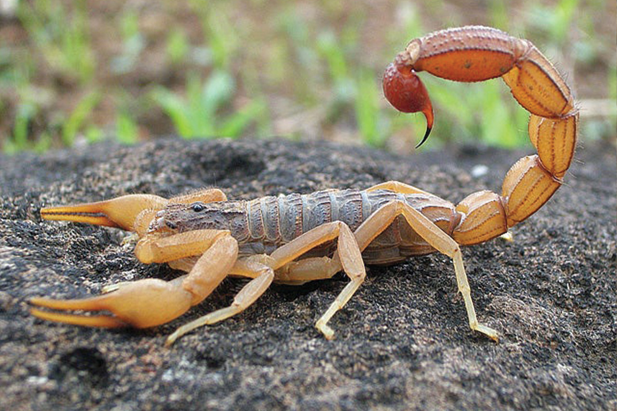 scorpion deadliest insects