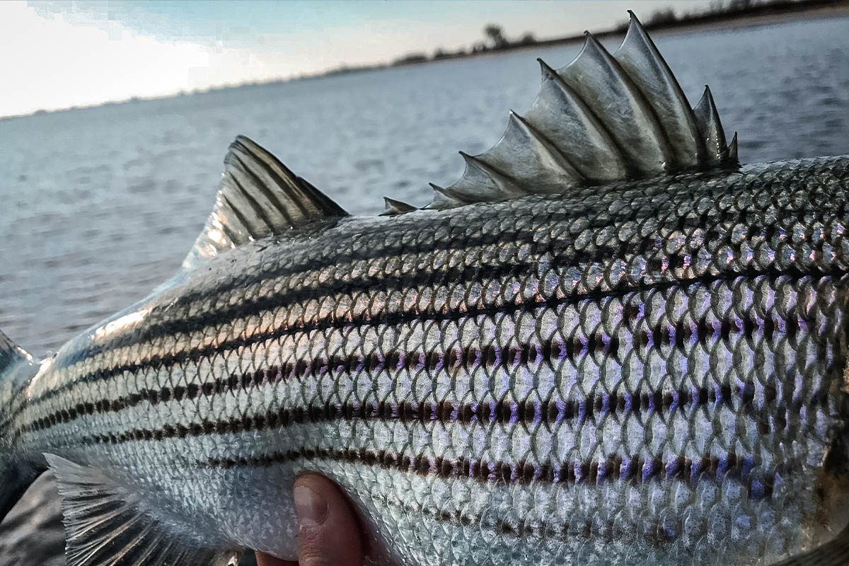 Striped Bass: The Phish of the Sea