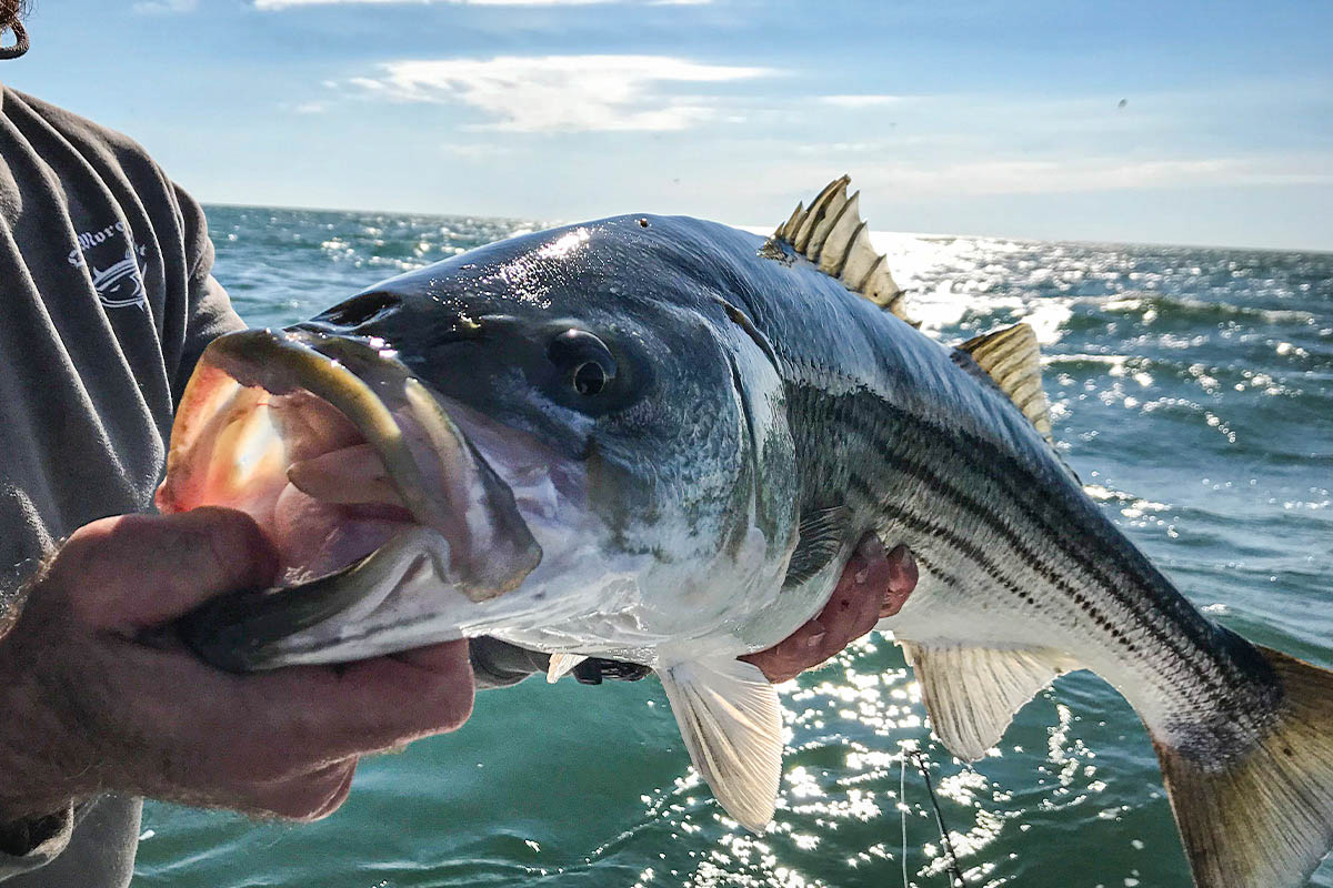 Live-Lining for Striped Bass with Lady Liberty - On The Water