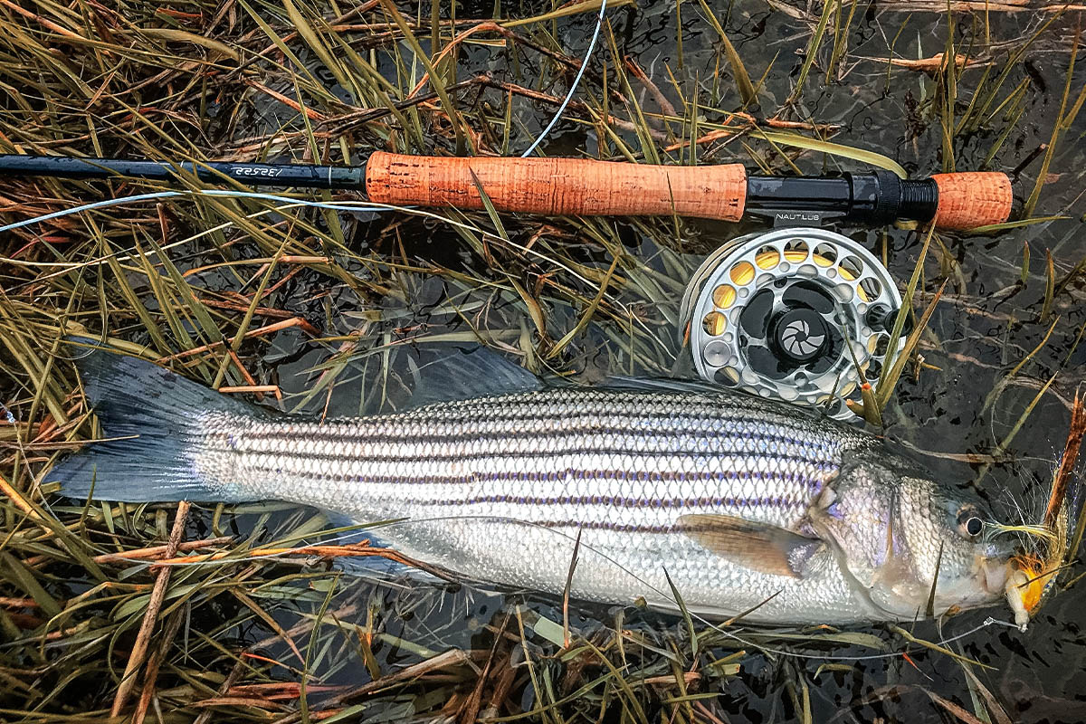 Striped Bass - Haywire - Anglers Journal - A Fishing Life