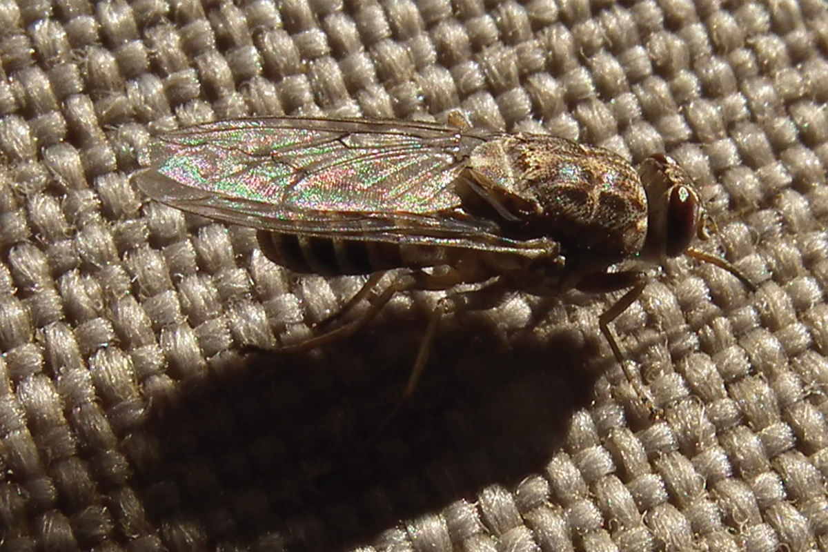 deadliest insects tsetse fly
