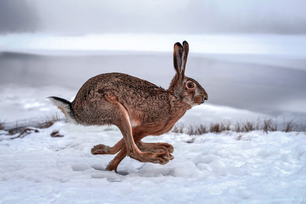 How to Make a Rabbit Snare: A Simple Survival Skill You Should Have