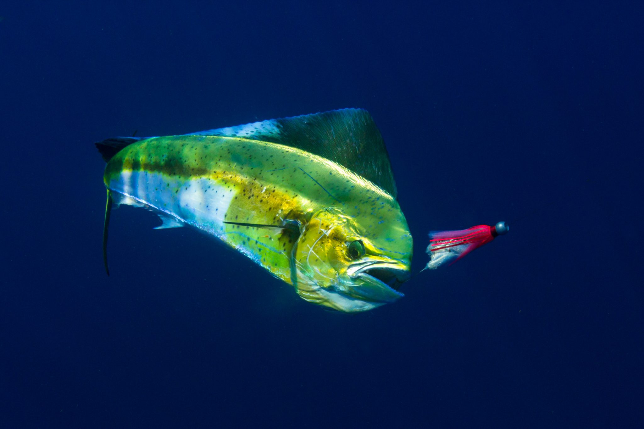 pound mahi mahi