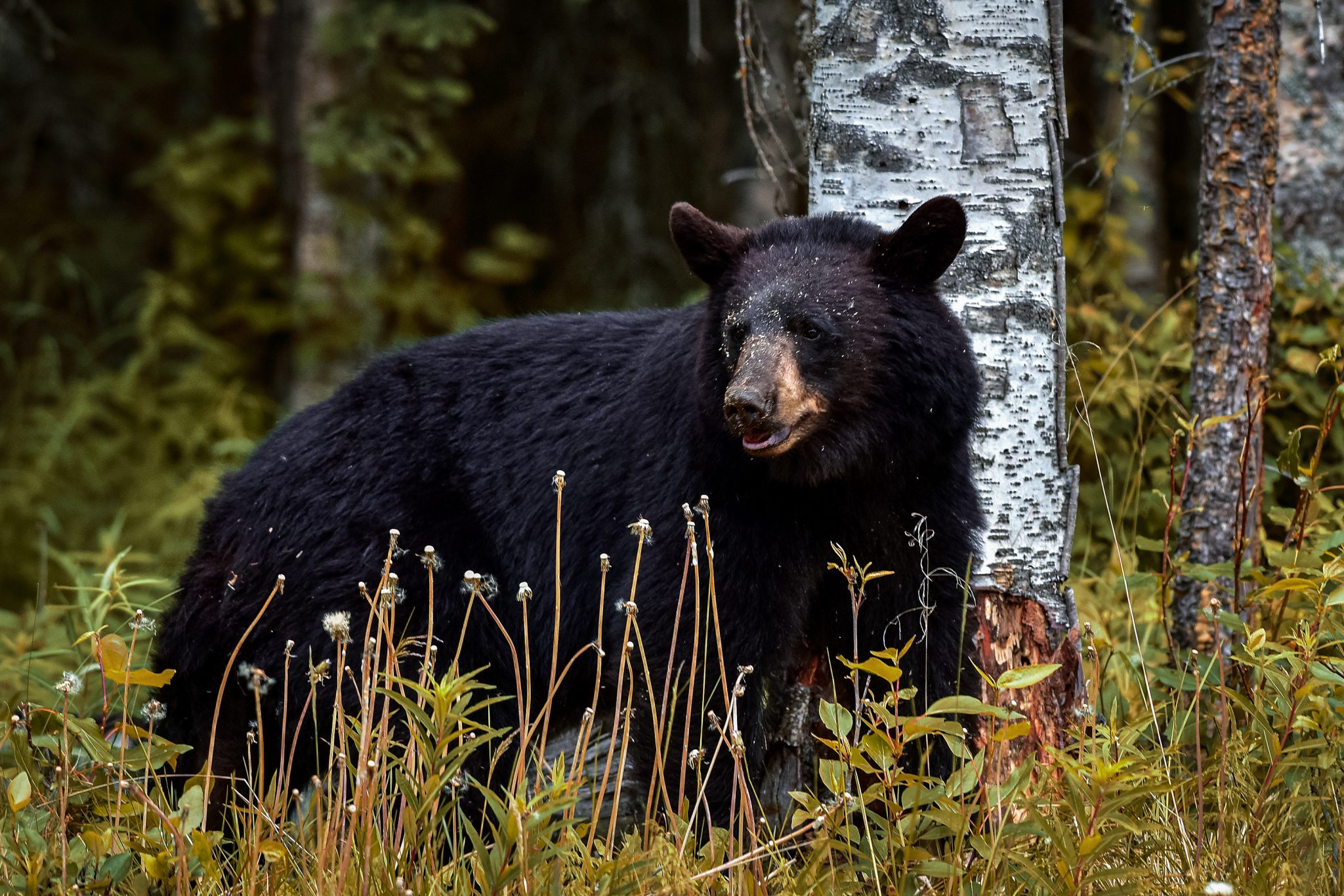 california black bear hunting