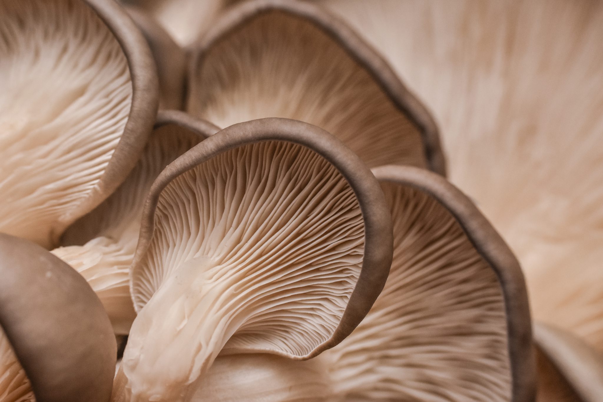 oyster mushrooms