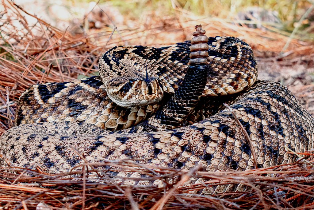 How to Survive a Snakebite: These Tips Have Teeth