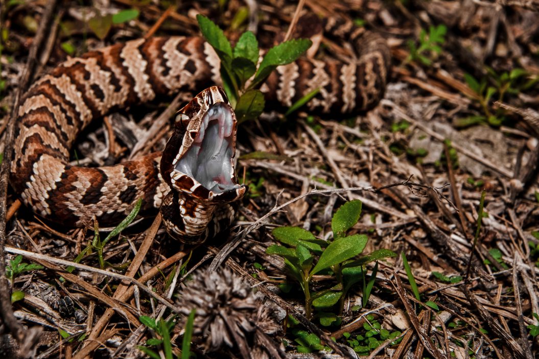 How to Survive a Snakebite: These Tips Have Teeth