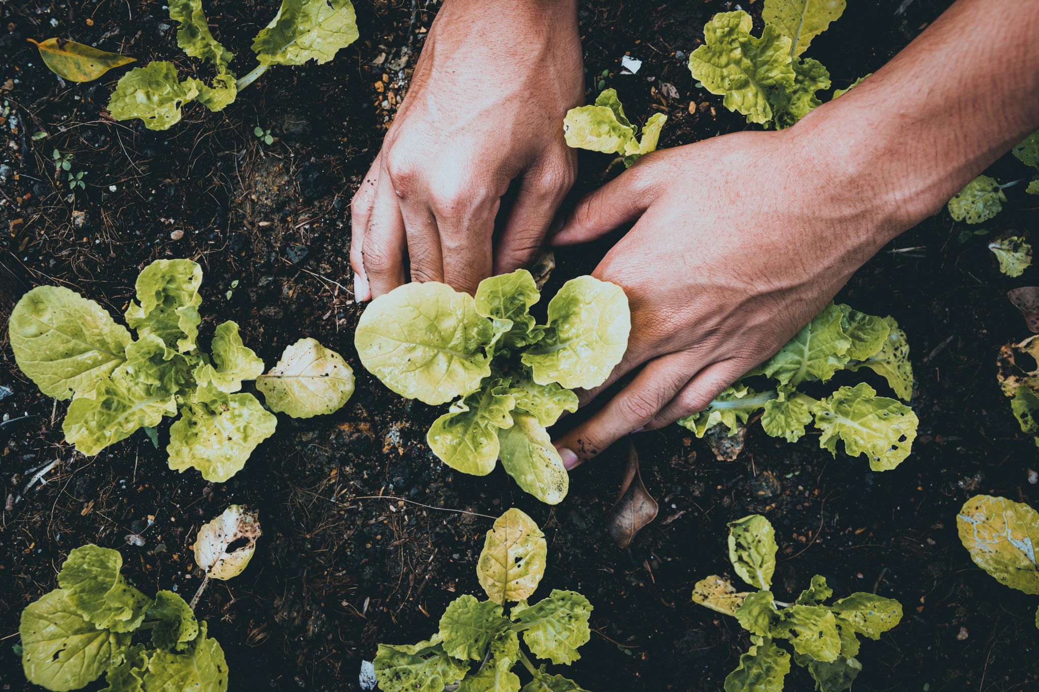 garden fertilizer