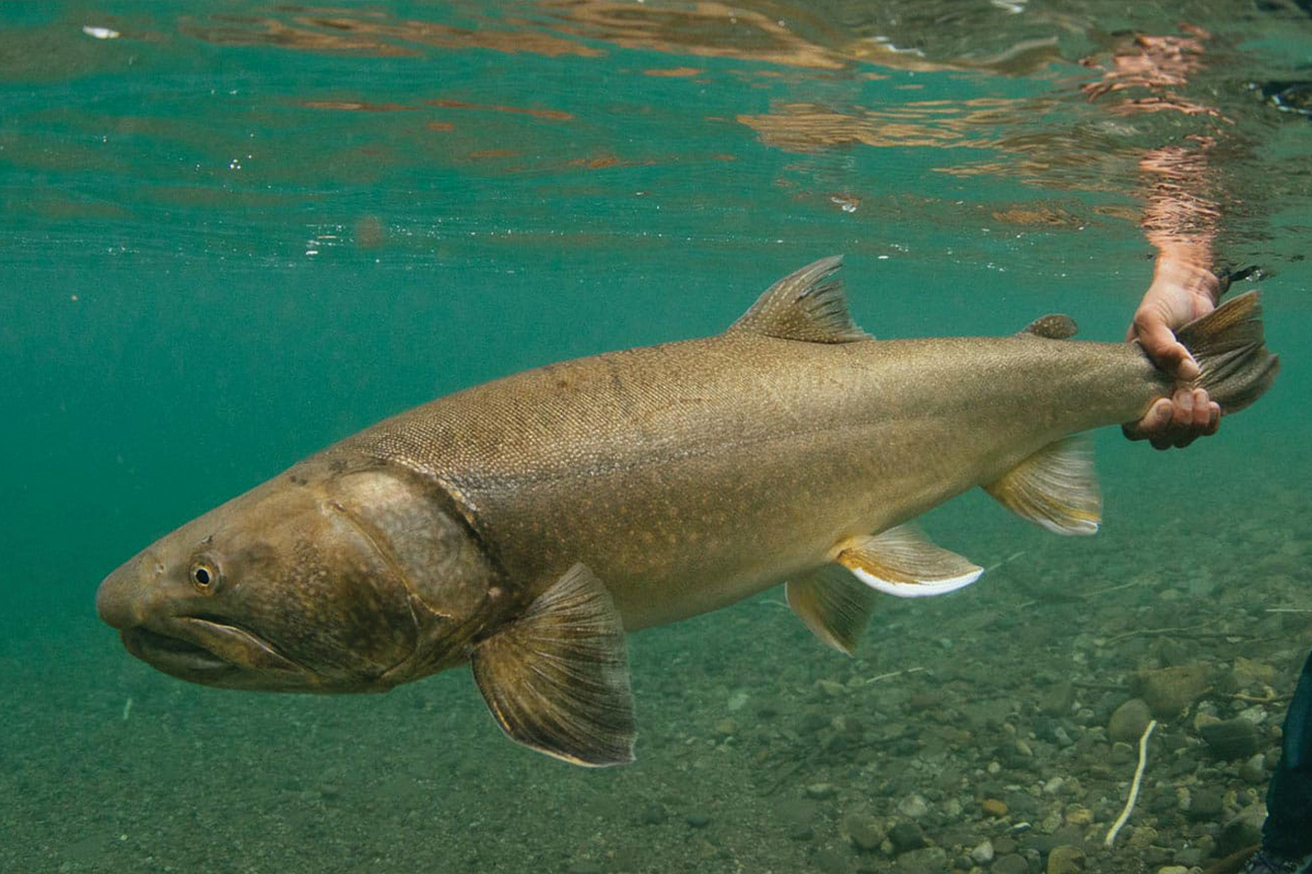 big specimen in bc