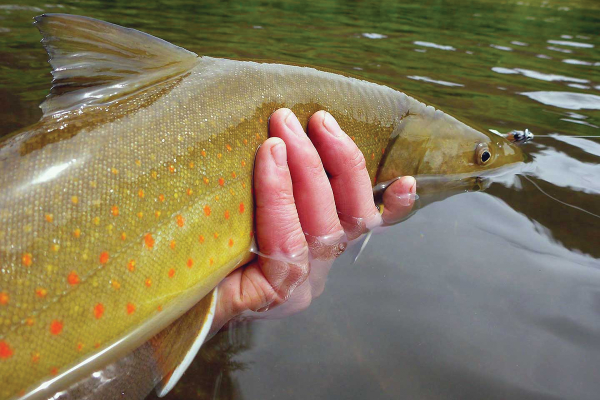 trout release