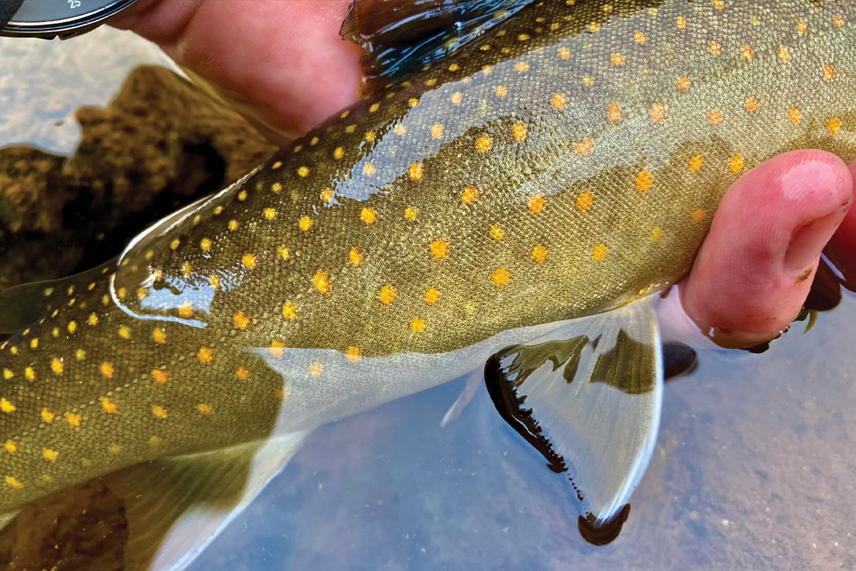 Trout Lures for Trout, Iron Trout Spoons,(Orange Black Spots)