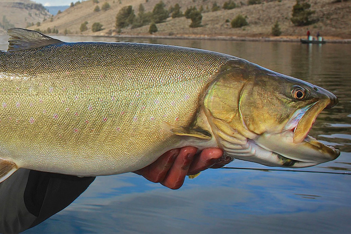 Bull Trout: The Gravel Bar Brawler