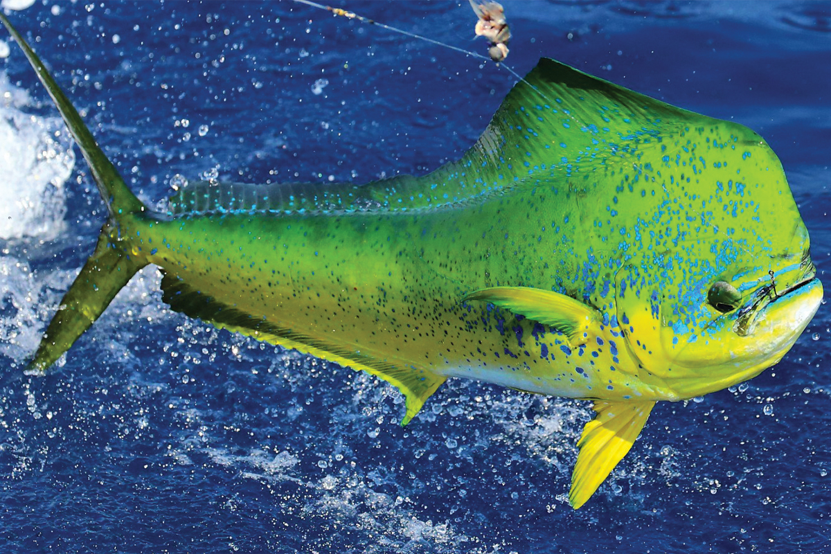 Dolphin Fish Boat Flag - Mahi-Mahi - 12x18