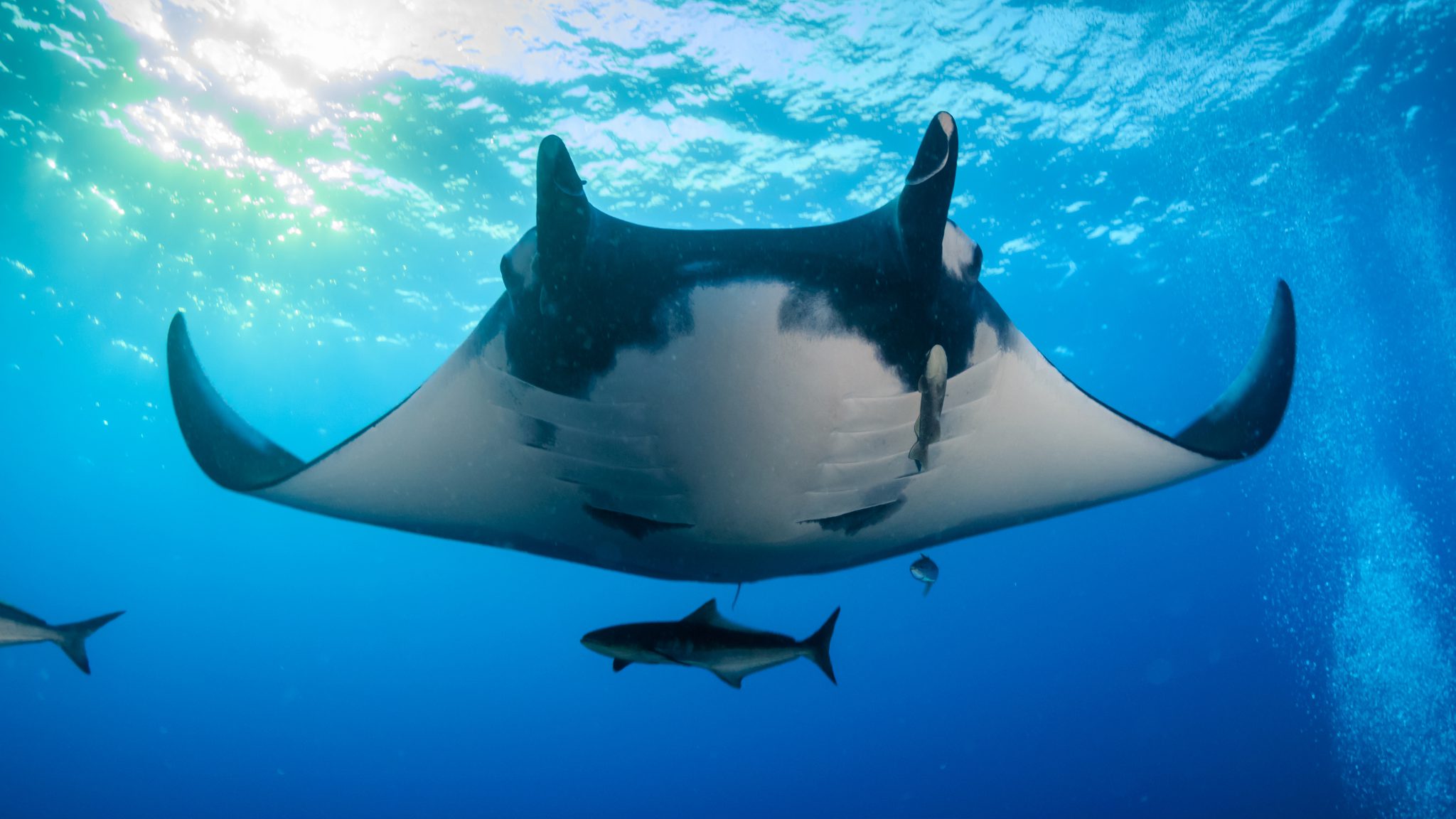 cobia following manta ray