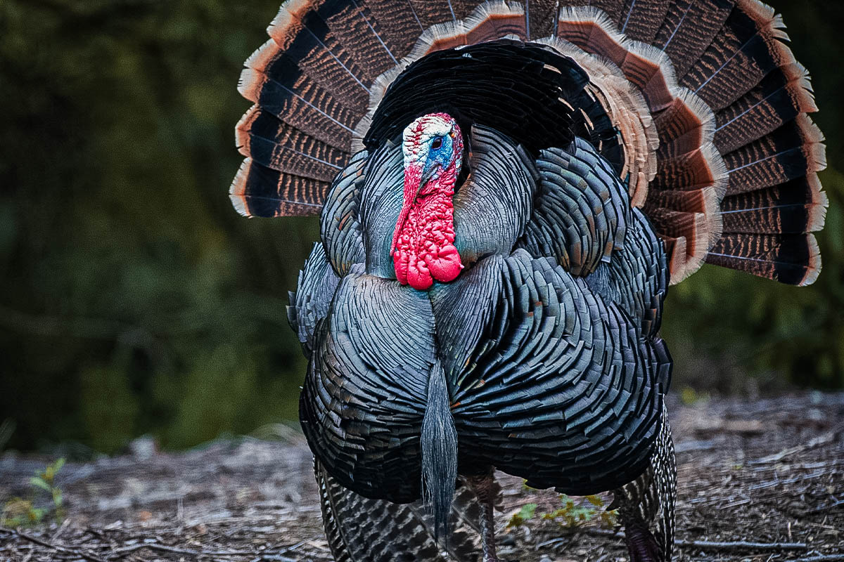 big tom strutting