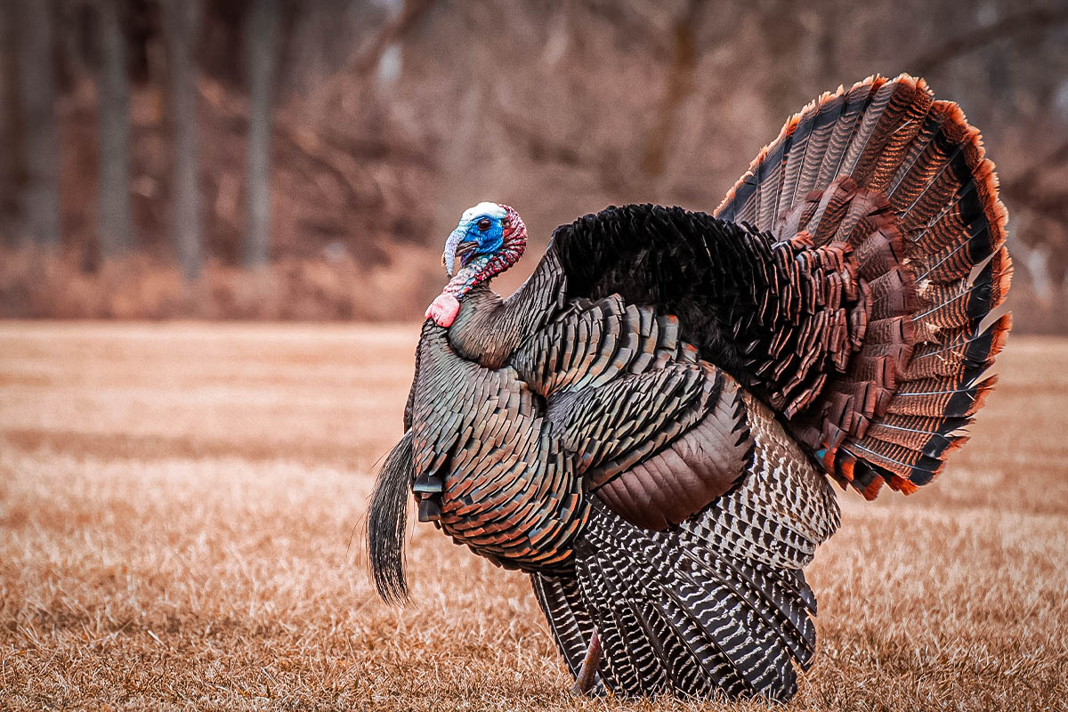 turkey loads for distance