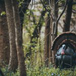 turkey loads tom in the woods