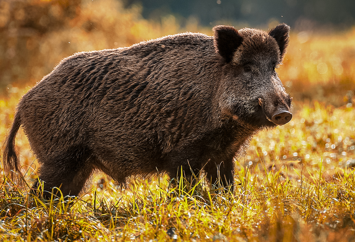 pig tags in california