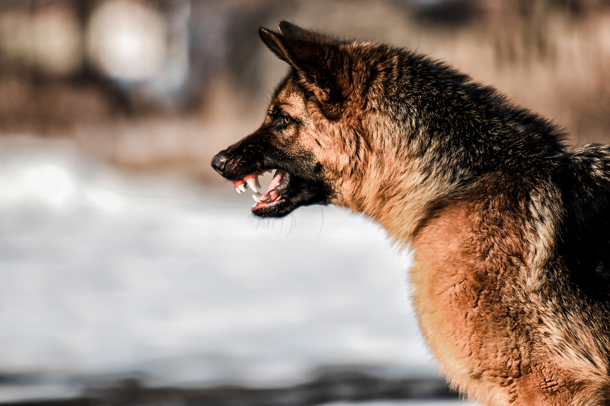 what age does german shepherds become protective