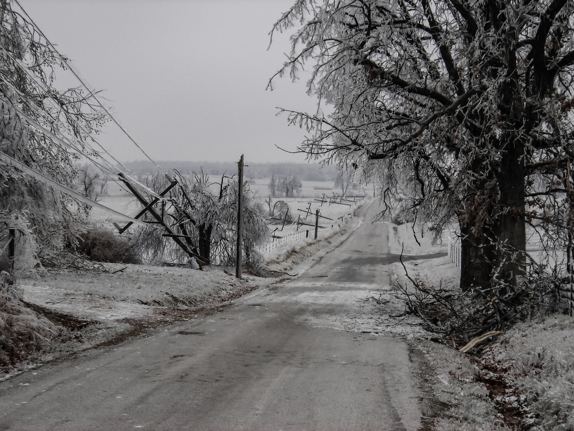 snow downed lines