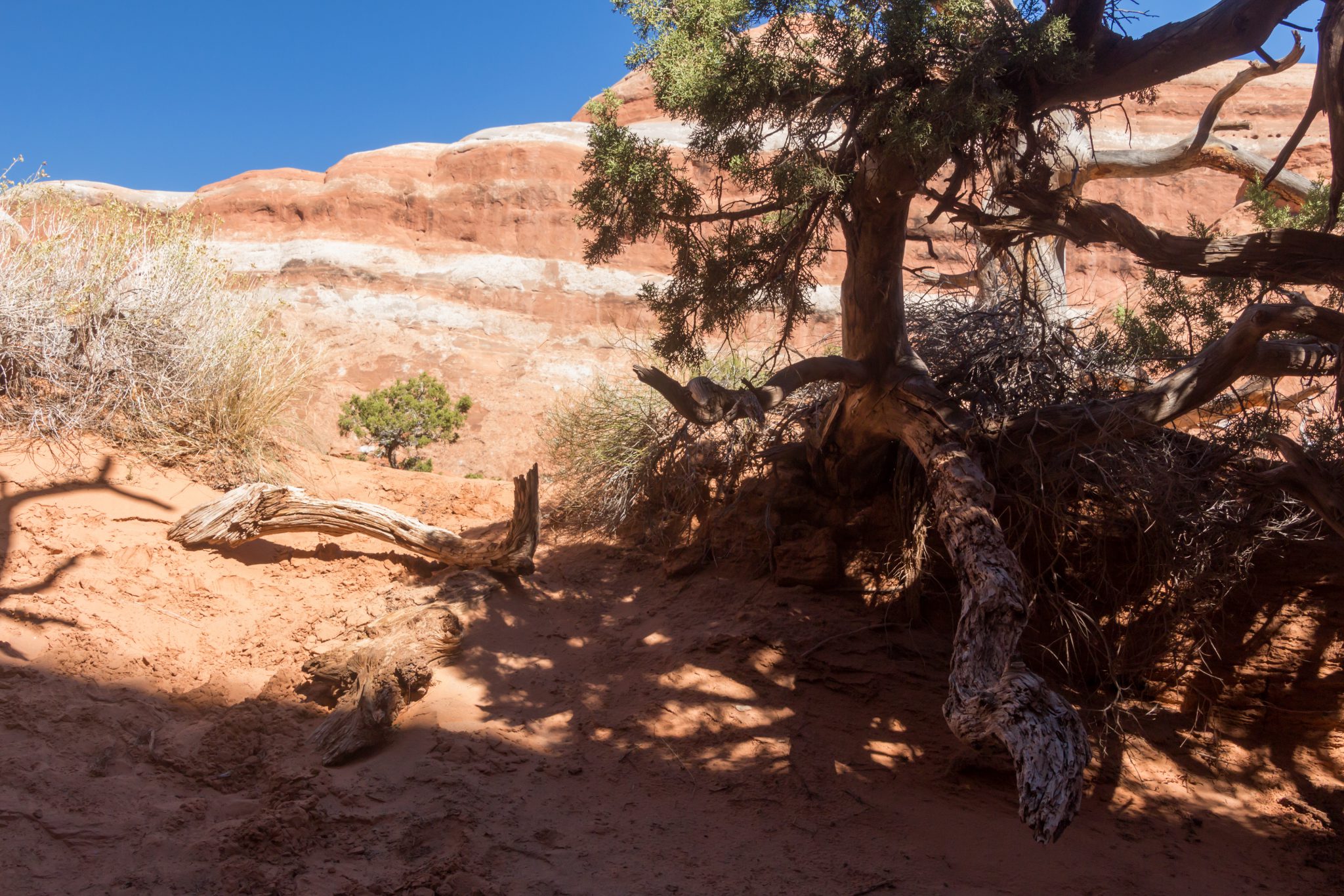 find shade during the day survival shows