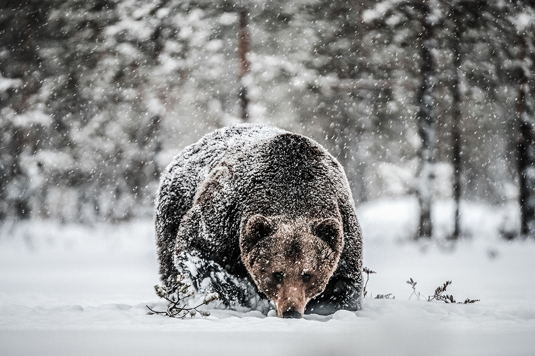 bear in snow