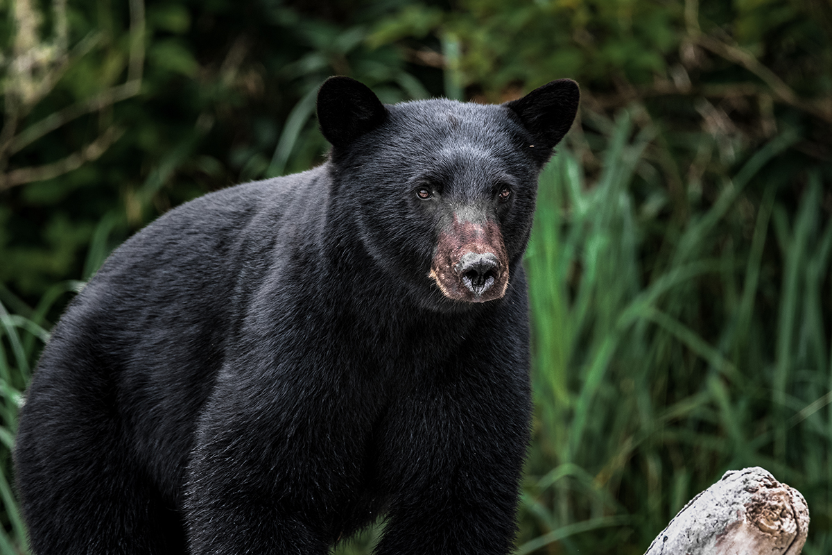 black bear