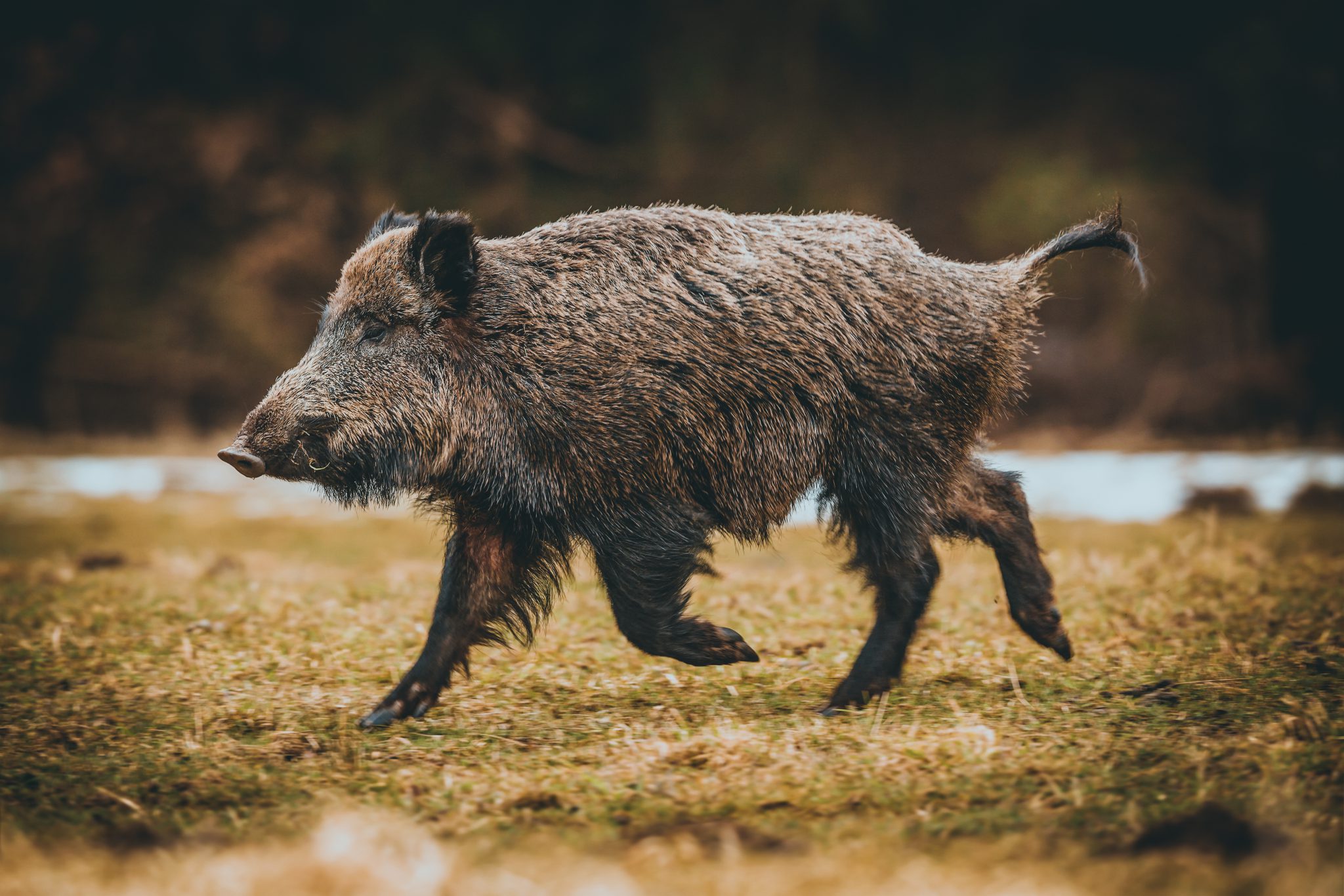 hog damage