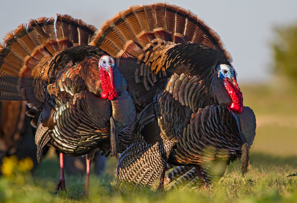 U.S. Turkey Super Slam: How a Hunter Bagged Mature Toms in 49 States