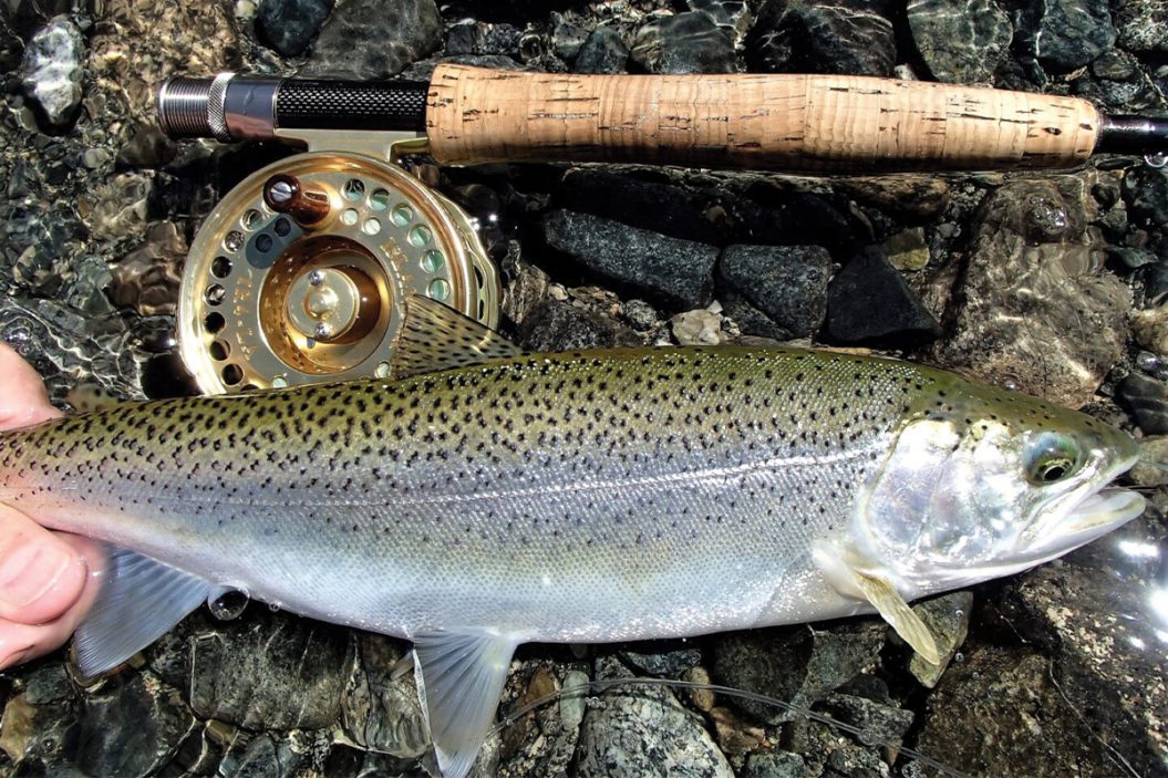 Cutts, Cutties, And Cutthroats: America’s Frontier Trout