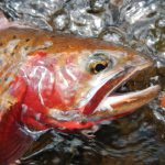 colorado cutthroat trout