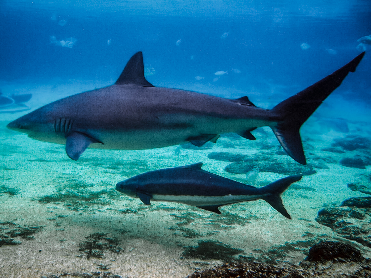 Chasing cobia in South Carolina: Where and how to catch the hard-fighting  fish