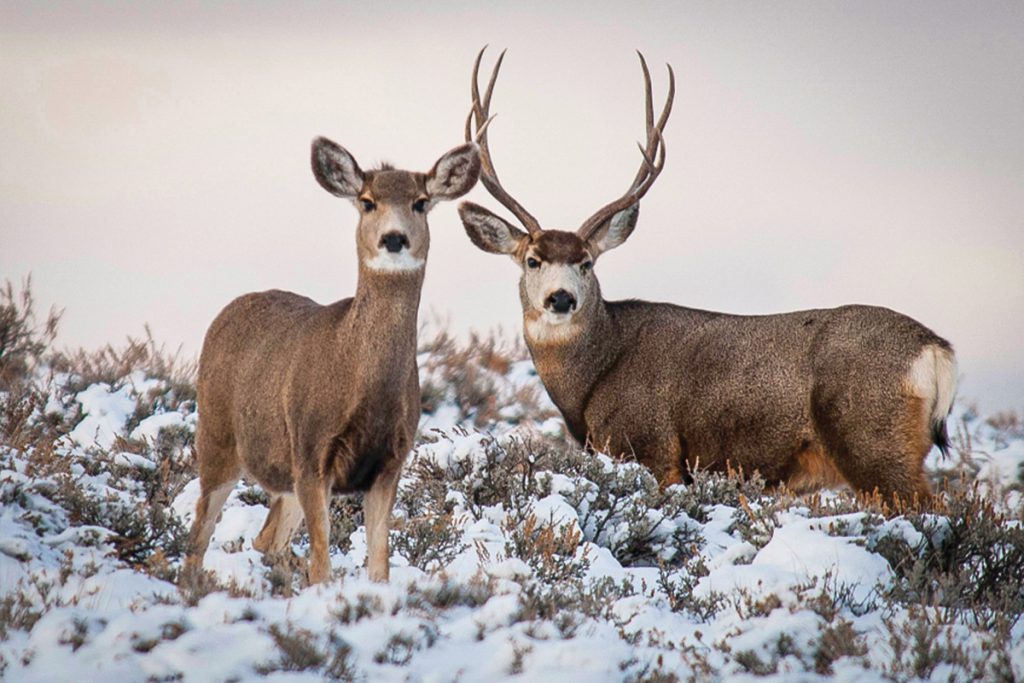 Utah Cuts 1,300 Mule Deer Hunting Permits for the 2022 Season