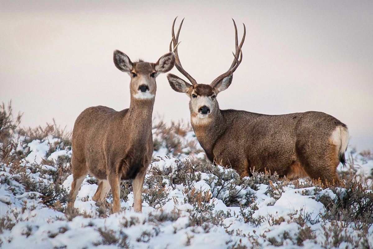 mule deer hunting