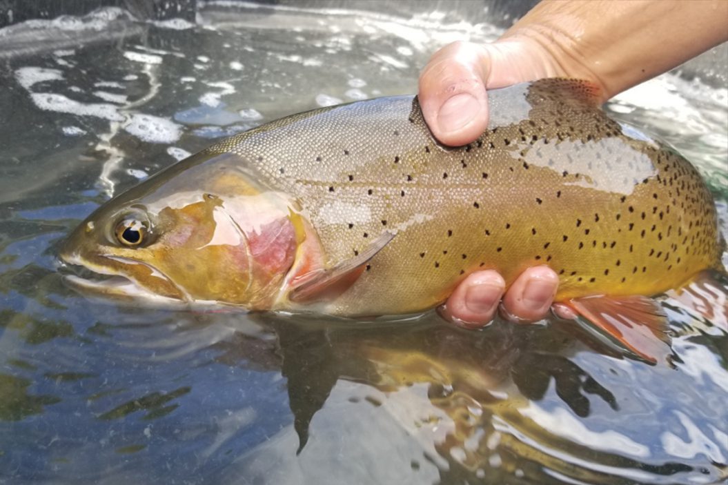 Cutts, Cutties, And Cutthroats: America’s Frontier Trout