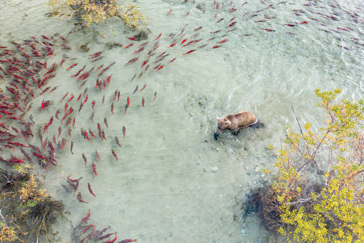 spawning sockeye open pit mining 