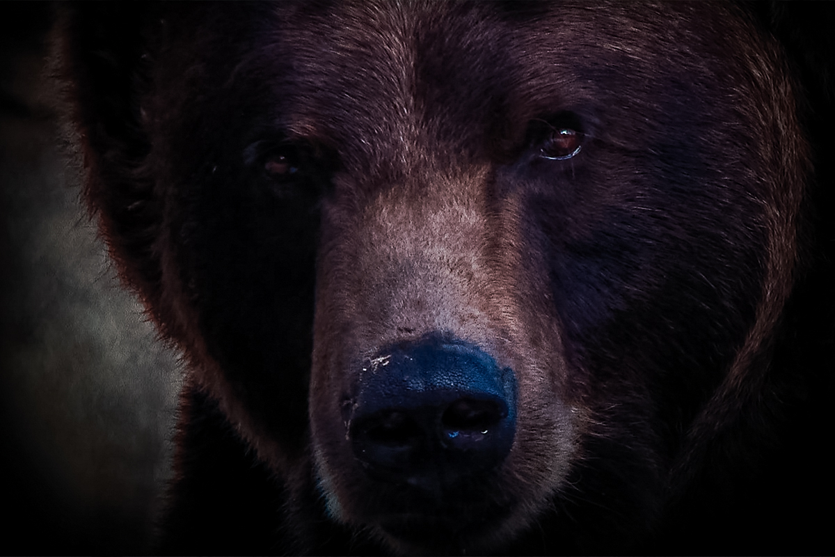 Left for Dead: Dan Bigley Recounts Horrendous Bear Mauling Details